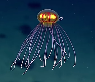 Image: NOAA Office of Ocean Exploration and Research, 2016 Deepwater Exploration of the Marianas.